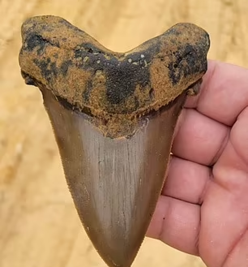 Un enfant de 8 ans découvre une gigantesque dent de requin — free download